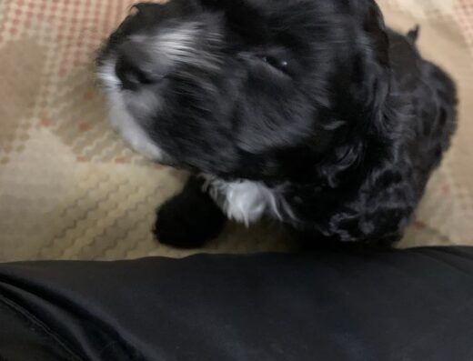 Кавапу: Харизматичні хлопчики-циганчата