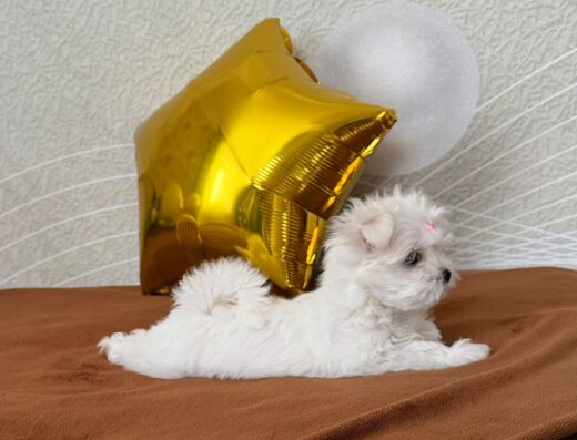 Мальтійська болонка: Корейська кров та ідеальна анатомія