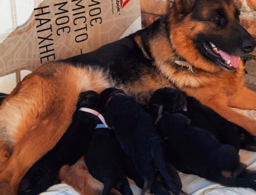 Німецька вівчарка: Міцні та вірні цуценята КСУ