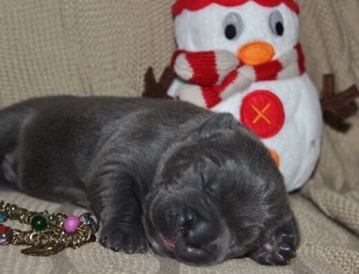 Кане-корсо: Елітні цуценята КСУ від батьків-чемпіонів