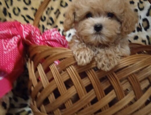 Мальтіпу Ф1: Розкішні хлопчики від гарних батьків