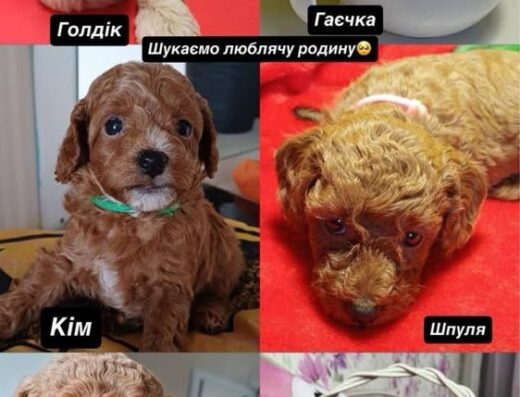 Мальтіпу F1b: Чарівна дівчинка Шпуля