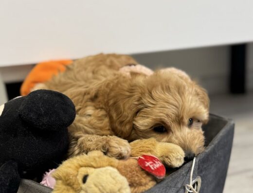 Мальтіпу F1: Малюки з приданим чекають на родину