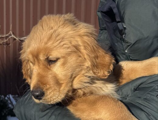 Золотистий ретривер: Чистокровні малюки з родоводом та чипом