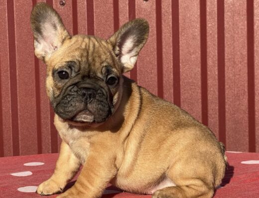 Французький бульдог: Елітні палеві цуценята КСУ від “Vom Haus Spas”