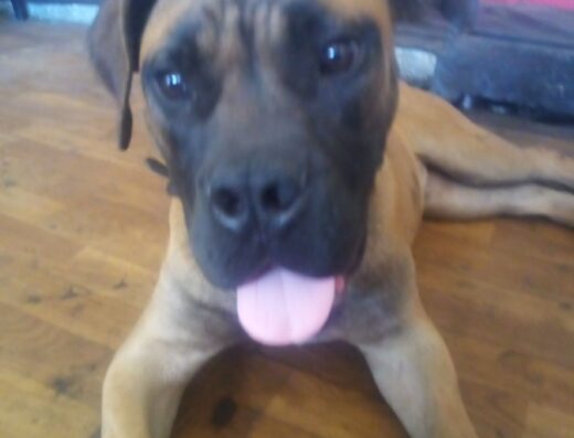 Південноафриканський бурбуль: Надійний охоронець та вірний друг ККУ