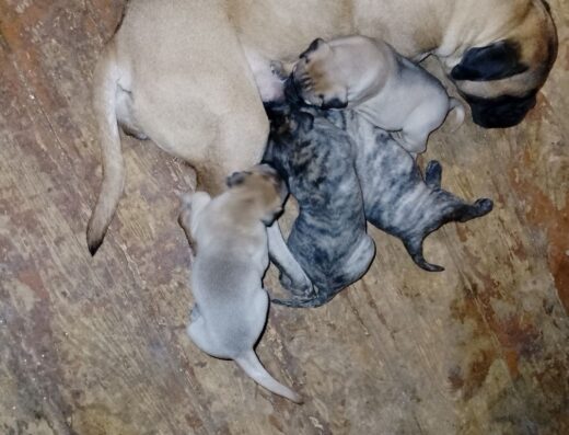 Бульмастиф: Чарівні дівчатка віком два місяці