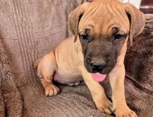 ЮА Бурбуль: Шикарна дівчинка для охорони та сім’ї