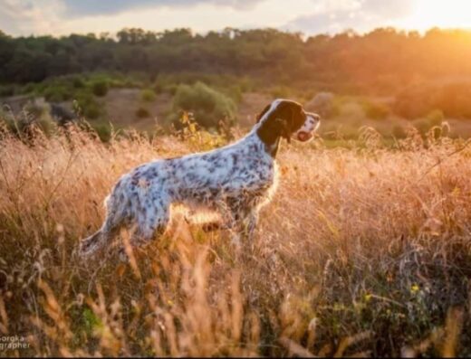 «Rose Del Wind»: Бронювання цуценят англійського сетера