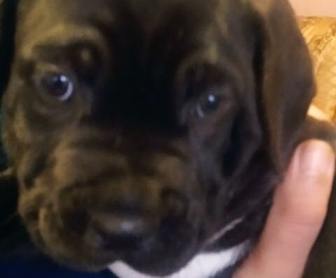 Кане-корсо: Чарівна дівчинка з паспортом та щепленнями