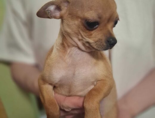 Чихуахуа: Шикарні міні-хлопчики кремового та соболиного окрасу