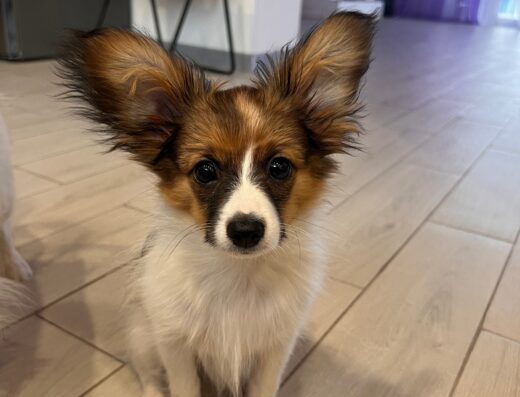 Папійон: Маленьке щастя з великим серцем