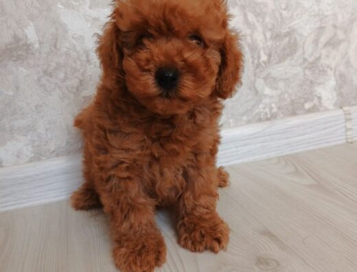 Той-пудель: Одеські красунчики з повним пакетом документів