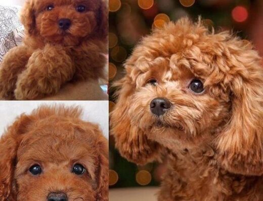 Мініатюрний той-пудель: Елегантний хлопчик