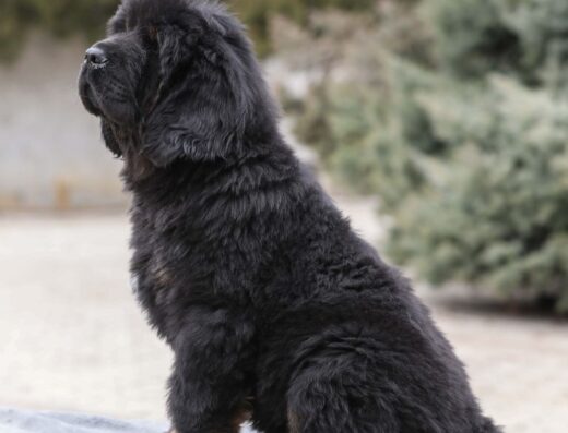 Тибетський мастиф: Породисте цуценя Balu від елітних батьків