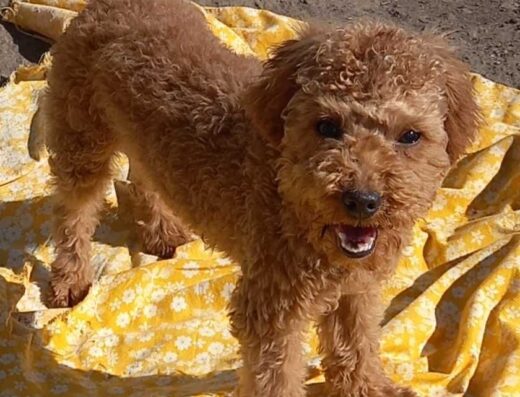 Мальтіпу: Очаровашка-хлопчик, який дарує море радості