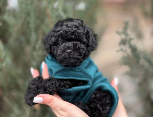 Той-пудель: Маленький хлопчик baby-face у пошуках родини