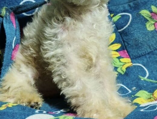 Мальтіпу: Чарівний мікро-хлопчик ніжного карамельного окрасу