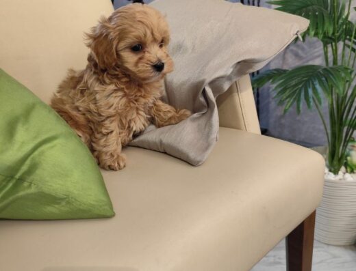 Мальтіпу F1: Найкращі малюки міні та стандарт