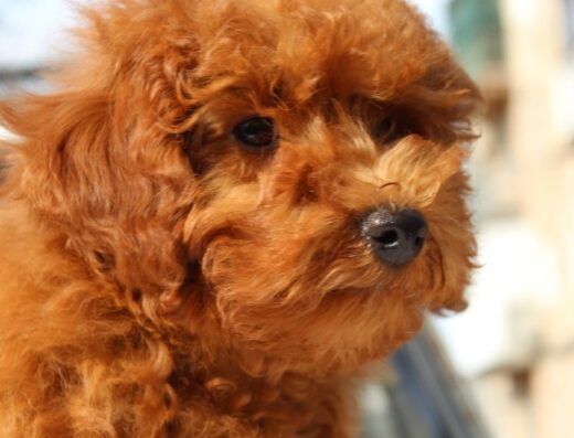 Той-пудель: Неймовірно гарні малюки з короткими носиками