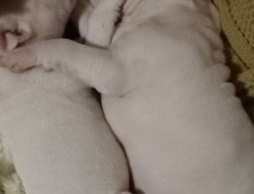 Булі Кутта (Пакистанський мастиф): Потужні цуценята для серйозних господарів