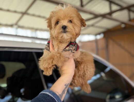Мальтіпу: Мініатюрні «карамельки» — хлопчики та дівчатка