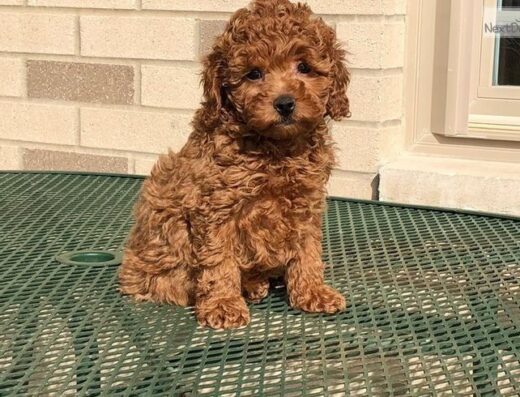 Той-пудель: Ваш вірний компаньйон з перших днів