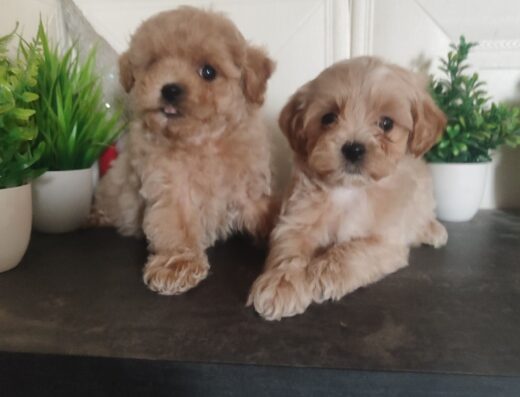 Мальтіпу F1: Чарівні малюки різних окрасів — великий вибір