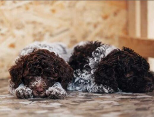 Лаготто-романьоло: Елітні цуценята від розплідника «DEVOTE SHON»