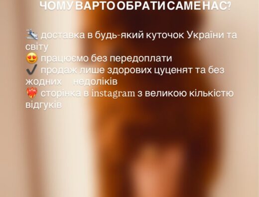 Мальтіпу F1/F2: Чарівні малюки з розплідника