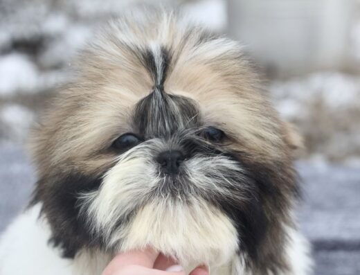 Ши-тцу: Ніжний хлопчик з великою кількістю хутра