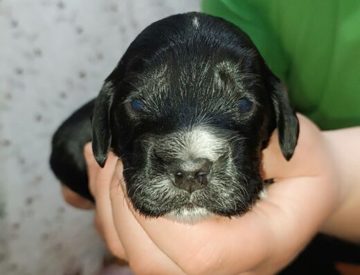 Англійський кокер-спанієль: Хлопчики чорного та чорно-білого окрасу