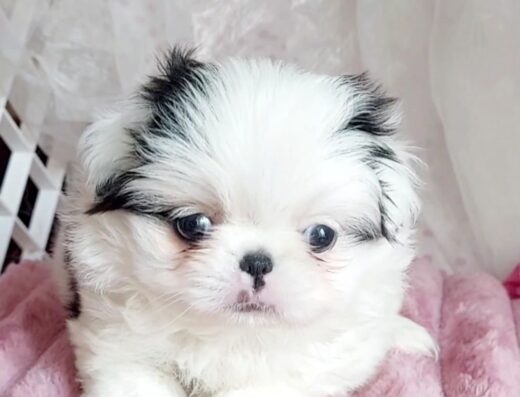 Японський хін: Три сестрички у пошуках люблячої родини