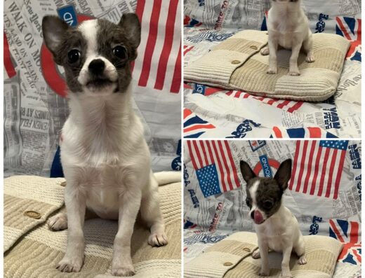 Міні-чіхуахуа: Крихітна дівчинка для вашої родини