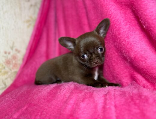 Чихуахуа: Шоколадні дітки (Міні та Стандарт)