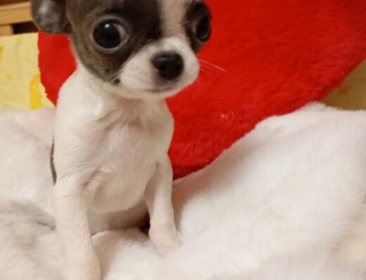 Міні-чіхуахуа: Крихітні «носики» у пошуках люблячої родини