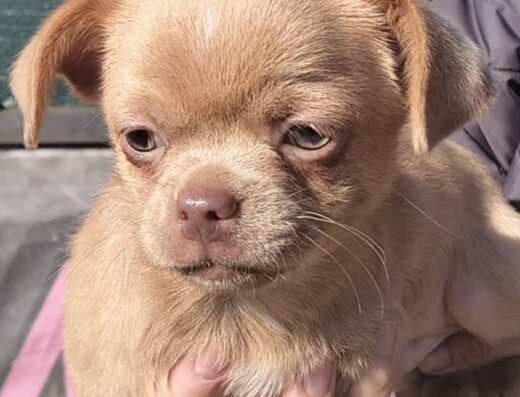 Чіхуахуа: Хлопчики готові до переїзду в нову родину