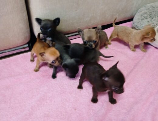 Чіхуахуа: Малюки різних окрасів (Стандарт та Міні)