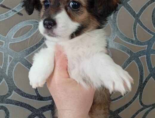 Цуценята-метиси: Маленька дівчинка від породистих батьків