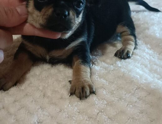 Дівчатка Чіхуахуа: Бронювання маленьких красунь