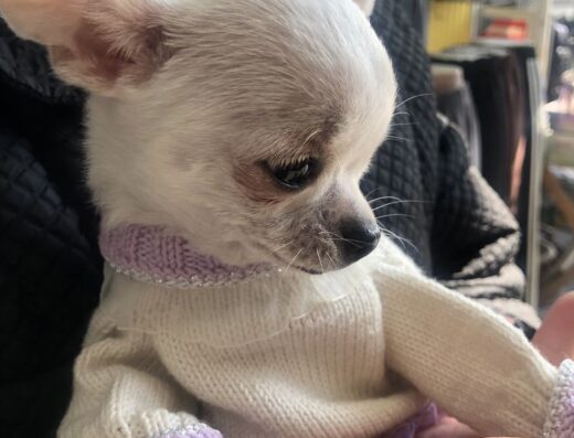 Білосніжна дівчинка Чіхуахуа: Ідеальний екстер’єр