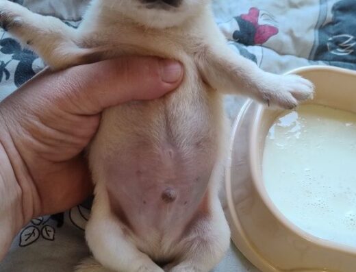 Мікро-хлопчик Чіхуахуа: Маленький «кремовий» компаньйон у Києві