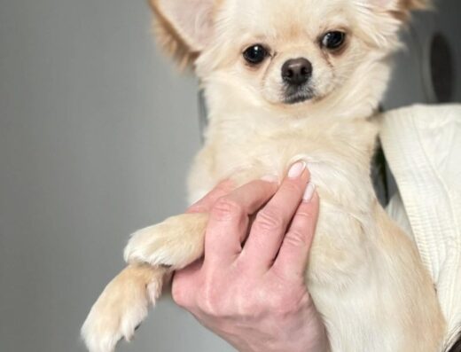 Хлопчик Чіхуахуа: Ласкавий малюк у пошуках родини