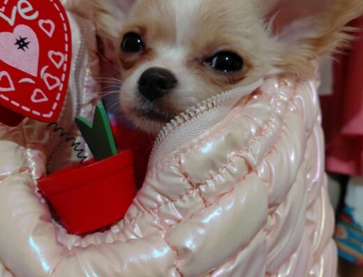 Довгошерстна дівчинка Чіхуахуа: Маленька «іскорка» у вашому домі