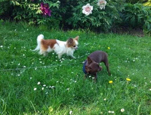 Чіхуахуа: Білосніжні малюки з відмінною генетикою