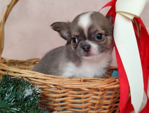 Хлопчик Чіхуахуа: Породний малюк із документами