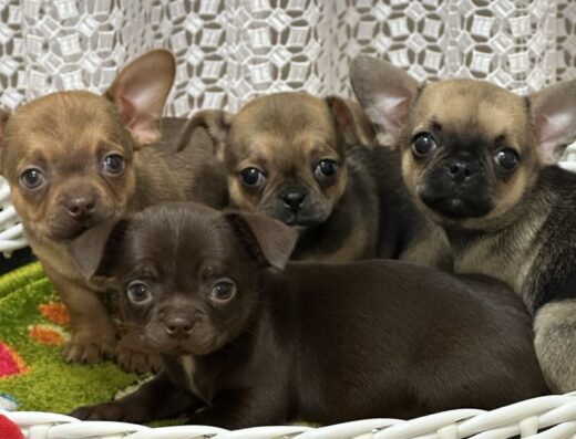 Малюки Чіхуахуа: Позитивні «енерджайзери» типу коббі