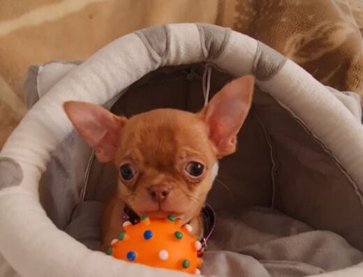 Супер-хлопчик Чіхуахуа: Краса та якість типу «Коббі»