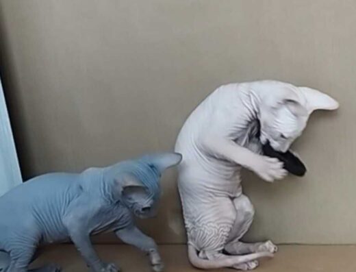 Канадський сфінкс, кошеня дівчинка