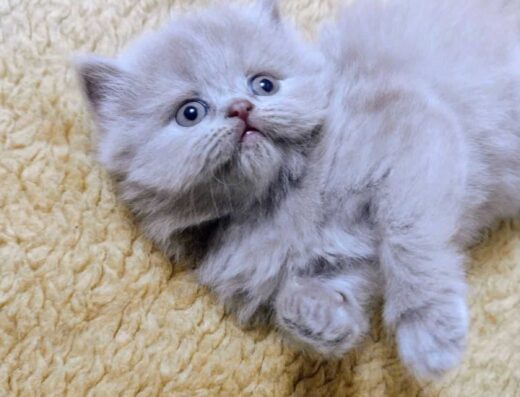 Шотландські малюки!!!